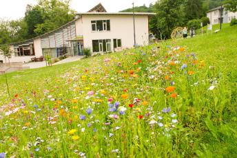 Den blista Campus schmücken blühende Blumen