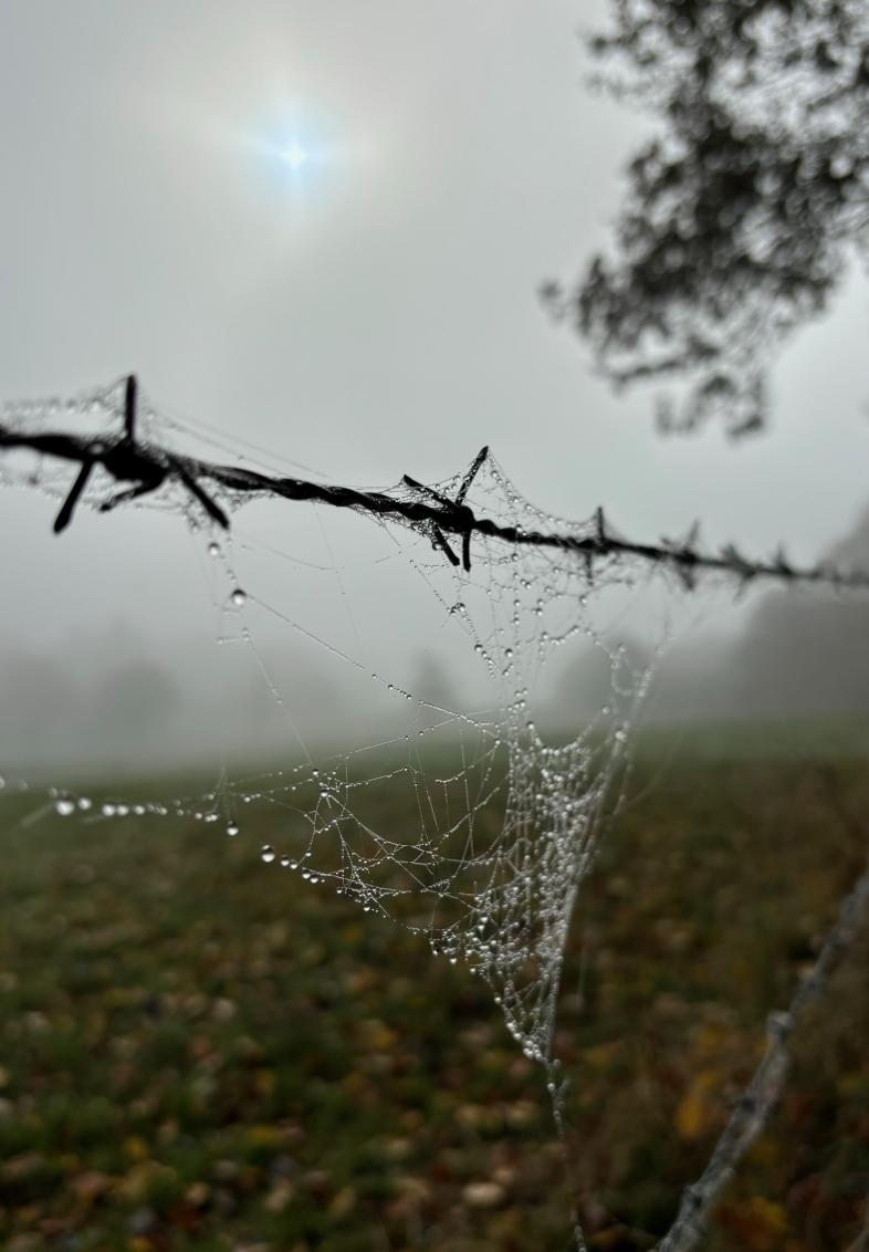 Spinnennetz mit Tautropfen an einem Stacheldraht im Nebel